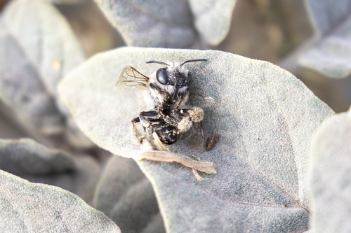 iNaturalist observation photo of Urbane Digger Bee