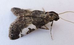 Milgithea alboplagialis