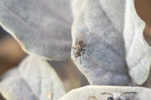 iNaturalist observation photo of Root-maggot Flies