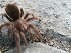 Dugesiella anitahoffmannae