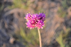 Gomphrena pulchella