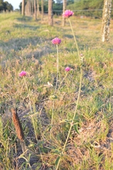 Gomphrena pulchella