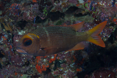 Monotaxis heterodon