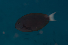 Acanthurus thompsoni