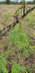 Vachellia bidwillii