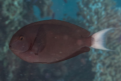 Acanthurus thompsoni
