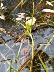Sparganium glomeratum