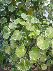 Polyscias balfouriana