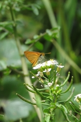 Ancyloxypha nitedula