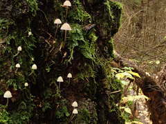 Mycena metata