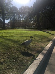 Threskiornis molucca