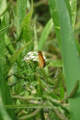 Ancyloxypha nitedula