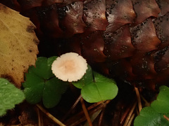 Cystolepiota seminuda