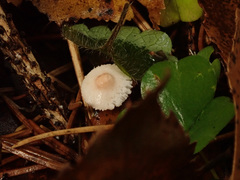 Cystolepiota seminuda