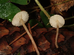 Cystolepiota seminuda