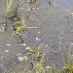 Utricularia platensis