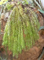 Phlegmariurus linifolius