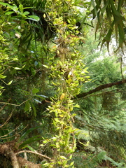 Dendrobium pugioniforme