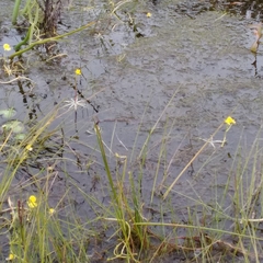 Utricularia platensis