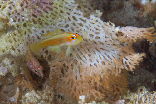 Bloodspot pygmygoby (Trimma anaima) — Gobiidae