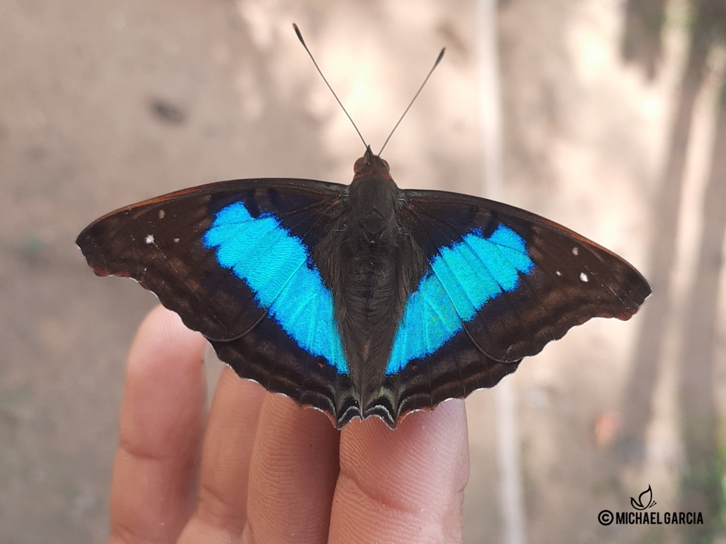 Mariposa Emperador Turquesa Sure A Mariposas Diurnas De Supat