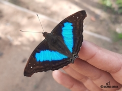 Doxocopa laurentia cherubina