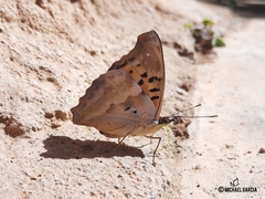 Doxocopa laurentia cherubina