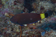 Pseudodax moluccanus