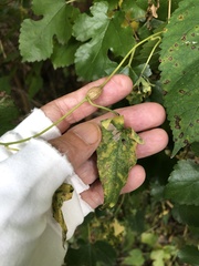 Neolasioptera convolvuli