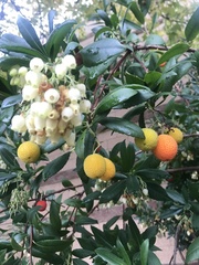 Arbutus unedo
