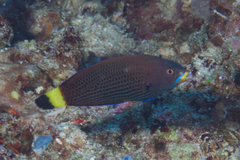 Pseudodax moluccanus