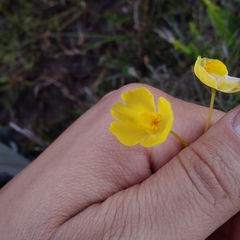Utricularia platensis