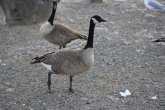 Branta canadensis moffitti