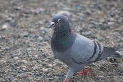 Columba livia domestica