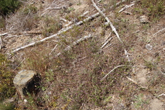 Indigofera filiformis