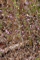 Indigofera filiformis