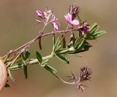 Indigofera filiformis