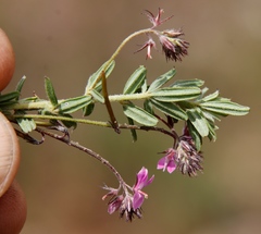 Indigofera filiformis