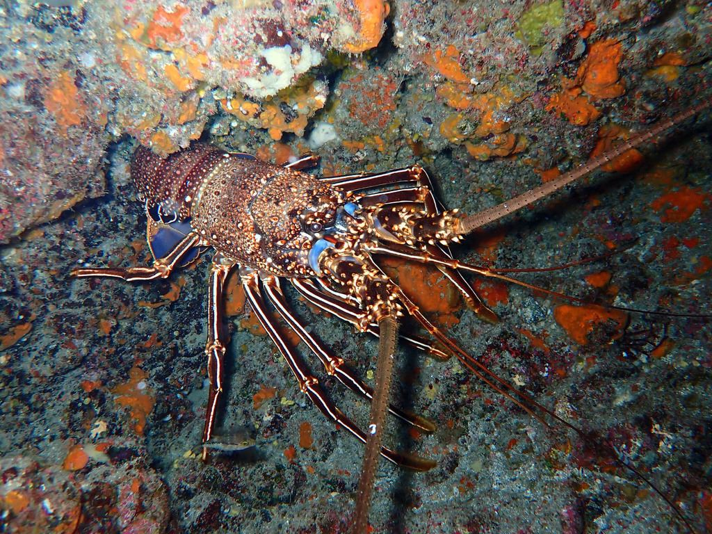 Brown spiny lobster