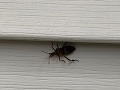 Leptoglossus clypealis