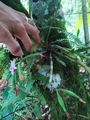 Dimerandra emarginata