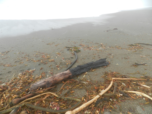 photo of Bull Kelp (Nereocystis luetkeana)