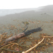 photo of Bull Kelp (Nereocystis luetkeana)