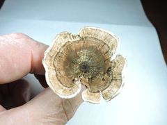Phellodon tomentosus
