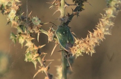 Chlorochroa sayi