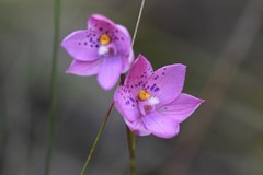 Thelymitra × irregularis