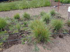 Festuca californica californica