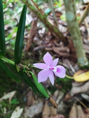 Dimerandra emarginata