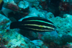 Chlorurus microrhinos