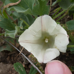 Calystegia subacaulis subacaulis